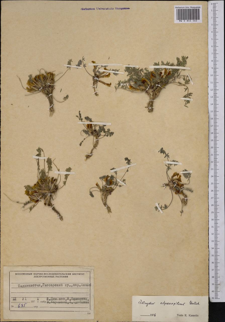 Astragalus adpressipilosus Gontsch., Middle Asia, Pamir & Pamiro-Alai (M2) (Tajikistan)