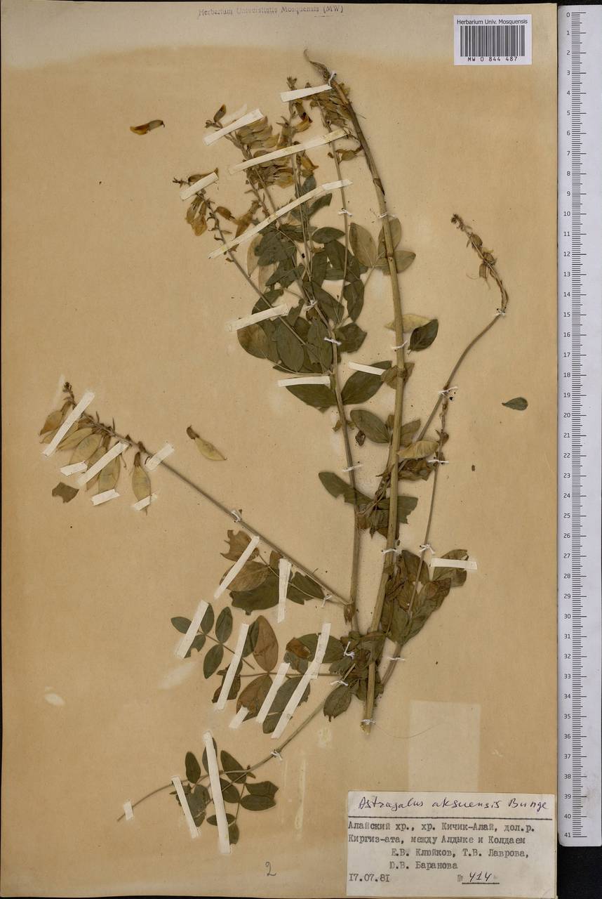 Astragalus aksuensis Bunge, Middle Asia, Pamir & Pamiro-Alai (M2) (Kyrgyzstan)