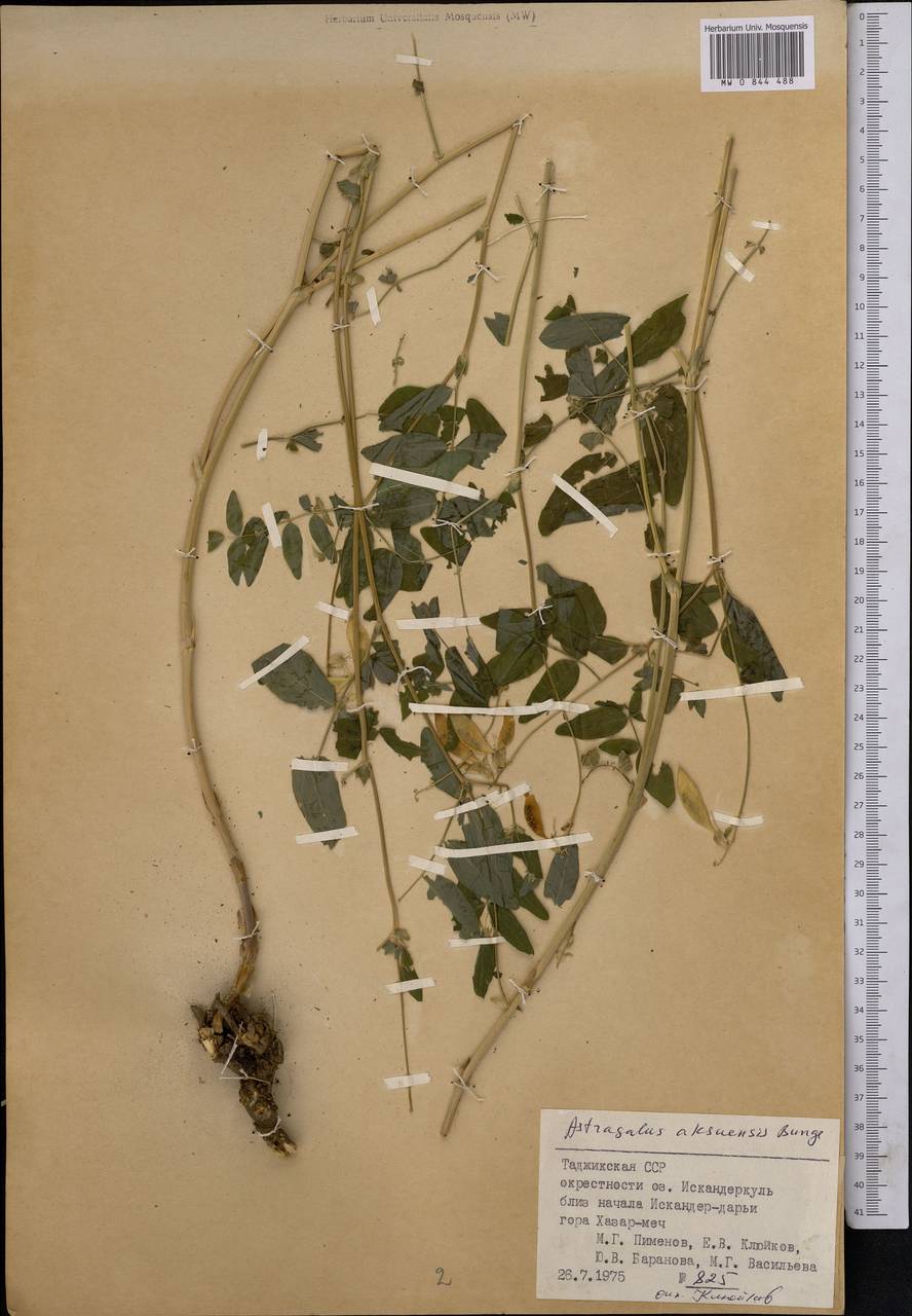Astragalus aksuensis Bunge, Middle Asia, Pamir & Pamiro-Alai (M2) (Tajikistan)
