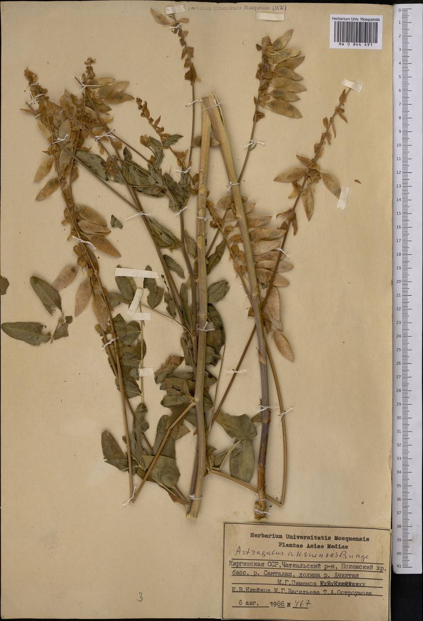 Astragalus aksuensis Bunge, Middle Asia, Western Tian Shan & Karatau (M3) (Kyrgyzstan)