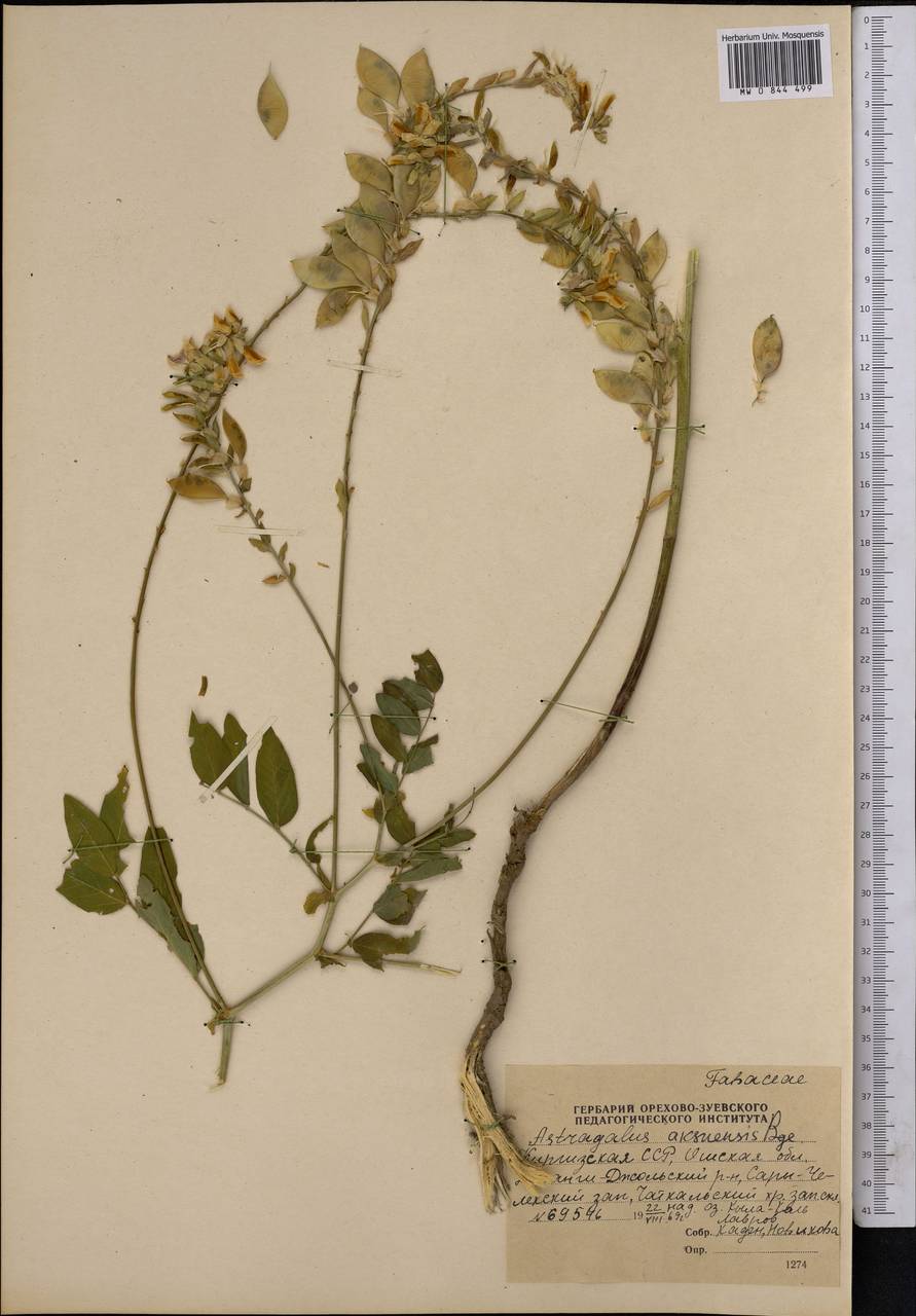 Astragalus aksuensis Bunge, Middle Asia, Western Tian Shan & Karatau (M3) (Kyrgyzstan)