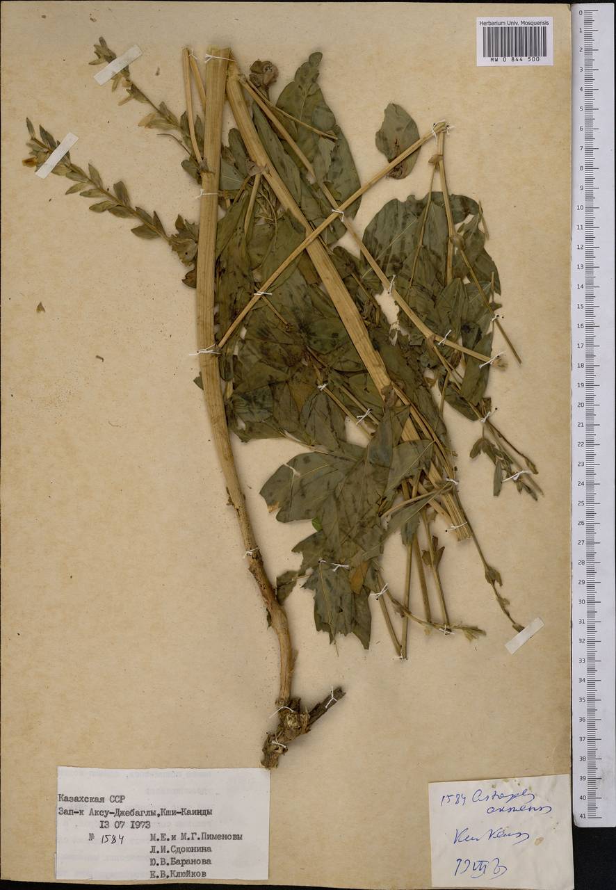 Astragalus aksuensis Bunge, Middle Asia, Western Tian Shan & Karatau (M3) (Kazakhstan)