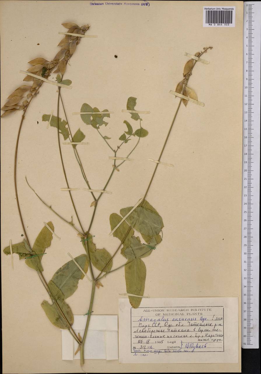 Astragalus aksuensis Bunge, Middle Asia, Western Tian Shan & Karatau (M3) (Kyrgyzstan)