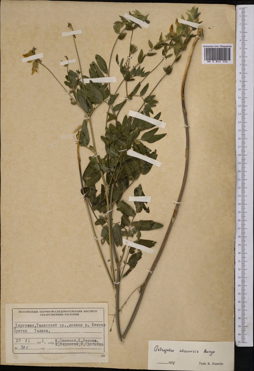 Astragalus aksuensis Bunge, Middle Asia, Western Tian Shan & Karatau (M3) (Kyrgyzstan)