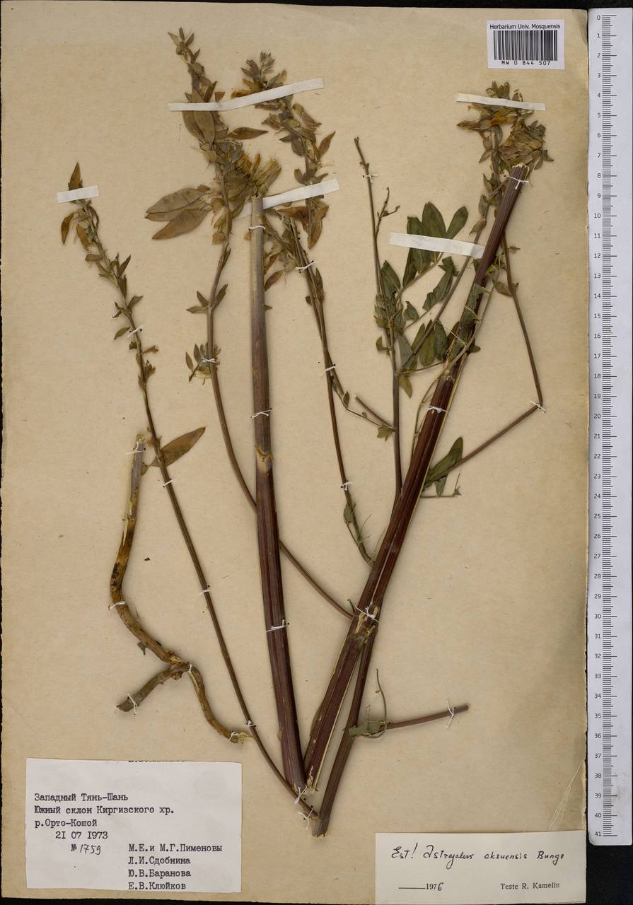 Astragalus aksuensis Bunge, Middle Asia, Northern & Central Tian Shan (M4) (Kyrgyzstan)