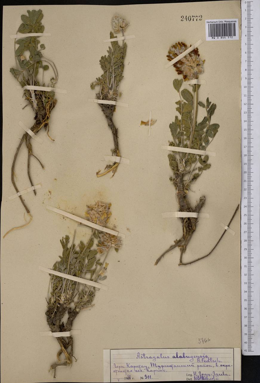 Astragalus alabugensis B. Fedtsch., Middle Asia, Western Tian Shan & Karatau (M3) (Kazakhstan)