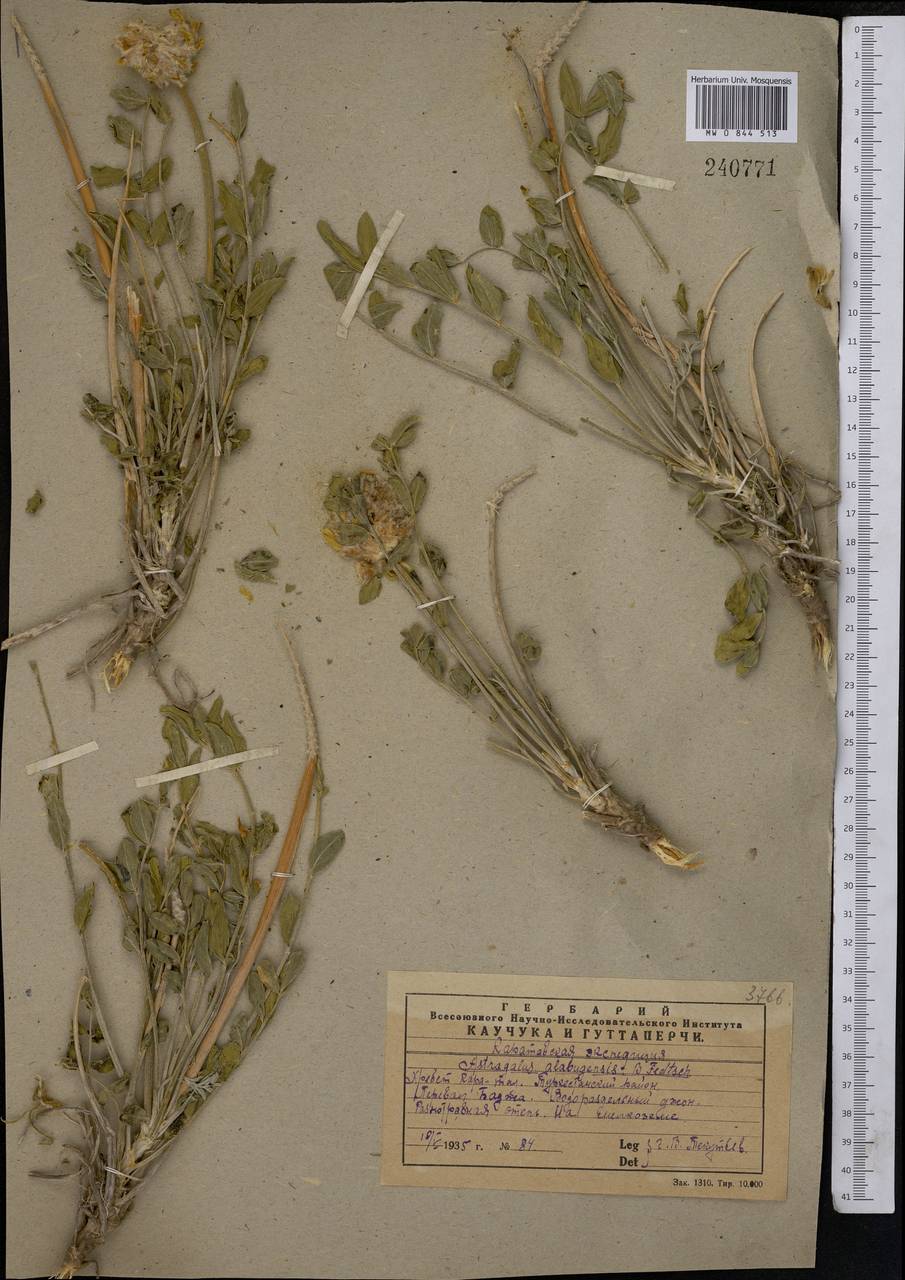 Astragalus alabugensis B. Fedtsch., Middle Asia, Western Tian Shan & Karatau (M3) (Kazakhstan)