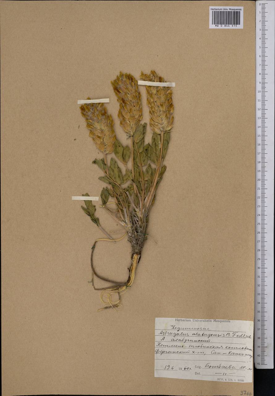 Astragalus alabugensis B. Fedtsch., Middle Asia, Western Tian Shan & Karatau (M3) (Kyrgyzstan)