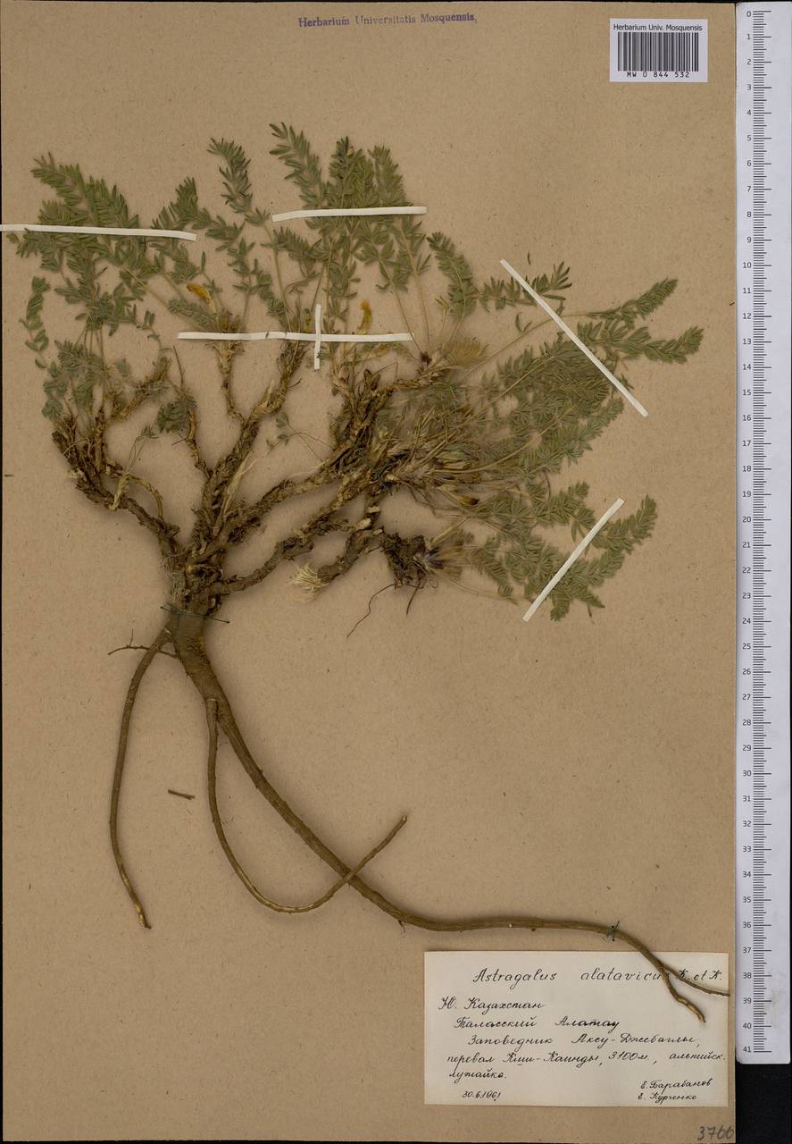 Astragalus alatavicus Kar. & Kir., Middle Asia, Western Tian Shan & Karatau (M3) (Kazakhstan)