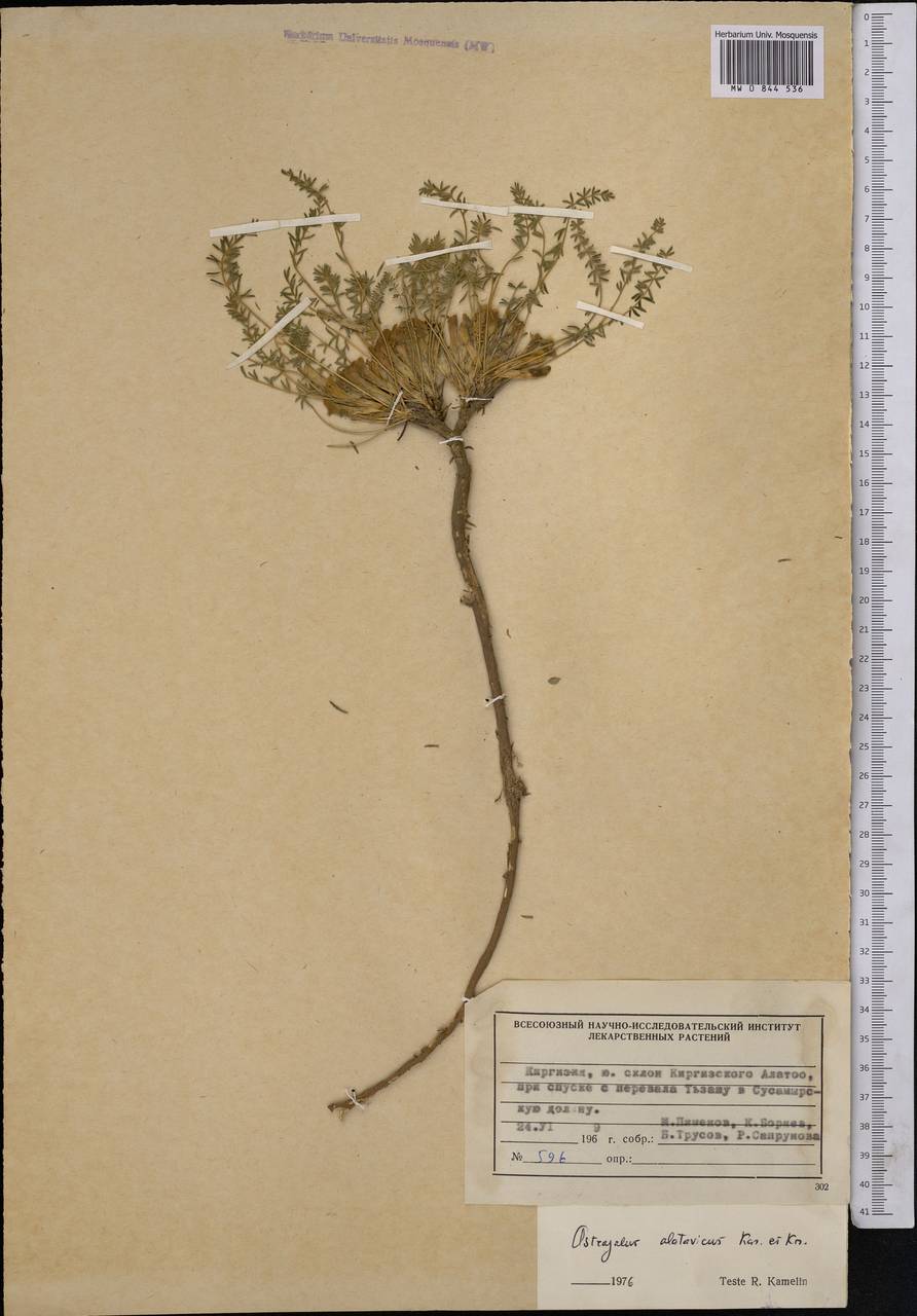 Astragalus alatavicus Kar. & Kir., Middle Asia, Northern & Central Tian Shan (M4) (Kyrgyzstan)