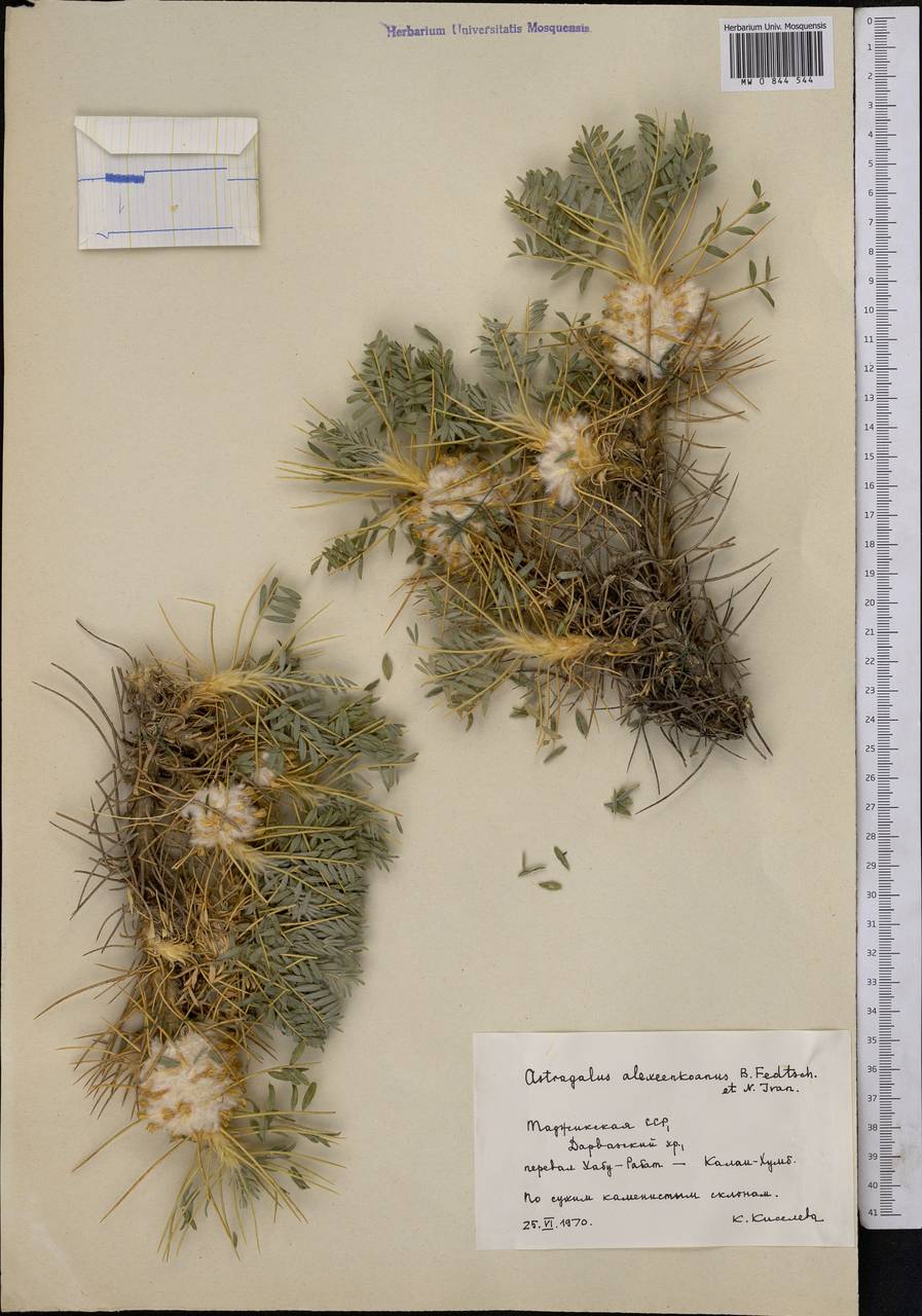 Astragalus alexeenkoanus B. Fedtsch. & Ivanova, Middle Asia, Pamir & Pamiro-Alai (M2) (Tajikistan)