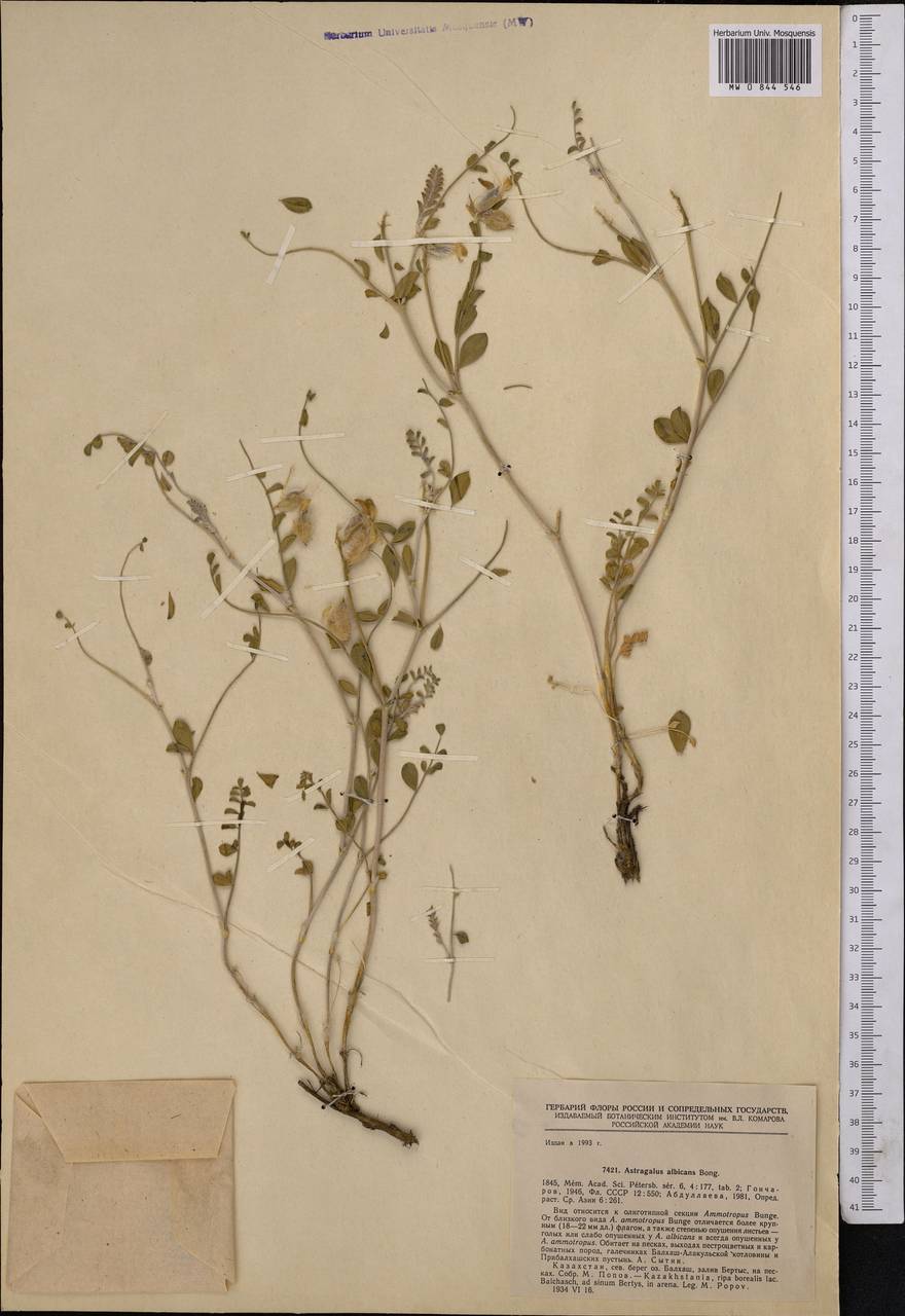 Astragalus albicans Bong., Middle Asia, Muyunkumy, Balkhash & Betpak-Dala (M9) (Kazakhstan)