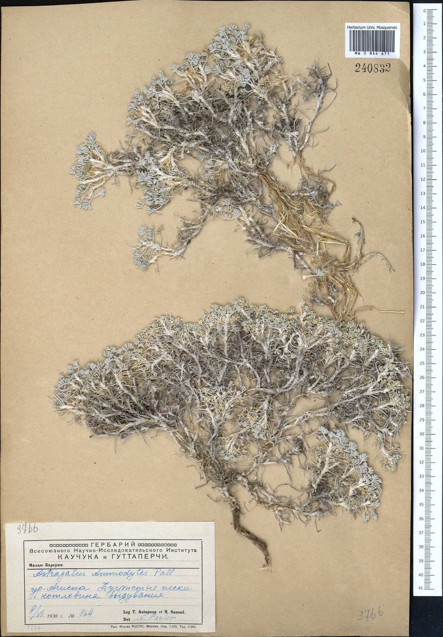 Astragalus ammodytes Pall., Middle Asia, Caspian Ustyurt & Northern Aralia (M8) (Kazakhstan)