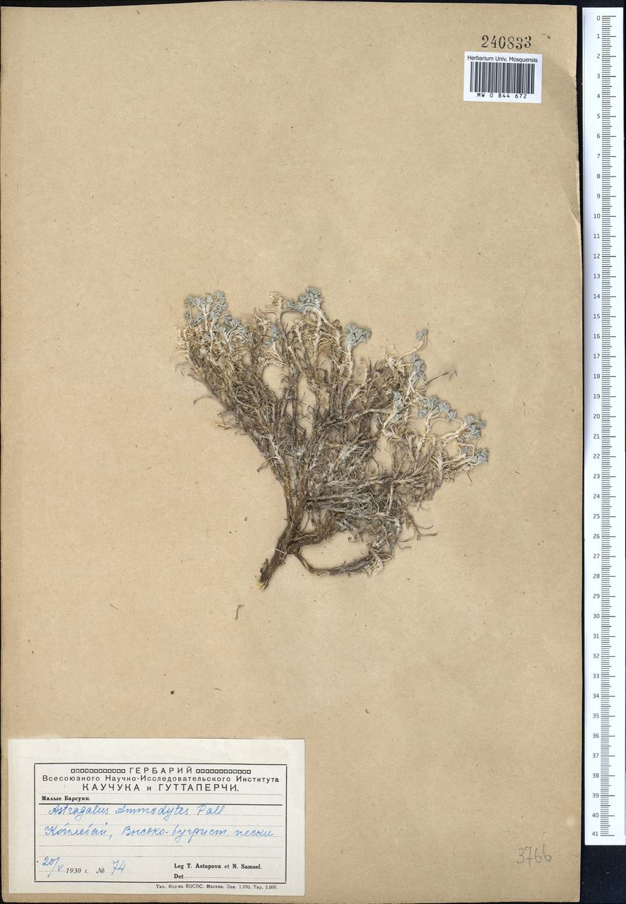 Astragalus ammodytes Pall., Middle Asia, Caspian Ustyurt & Northern Aralia (M8) (Kazakhstan)