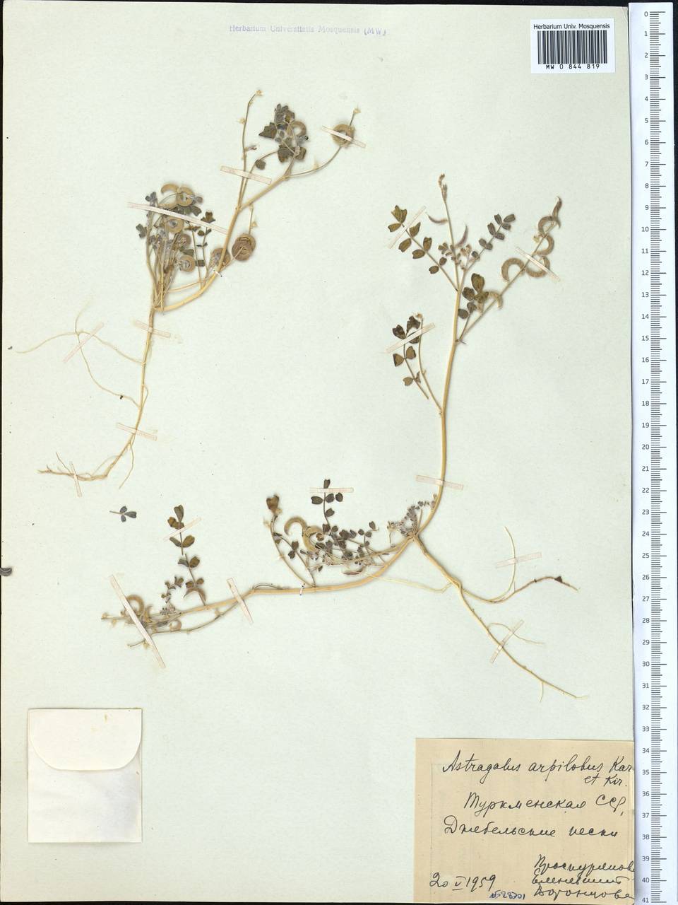 Astragalus arpilobus subsp. arpilobus, Middle Asia, Karakum (M6) (Turkmenistan)