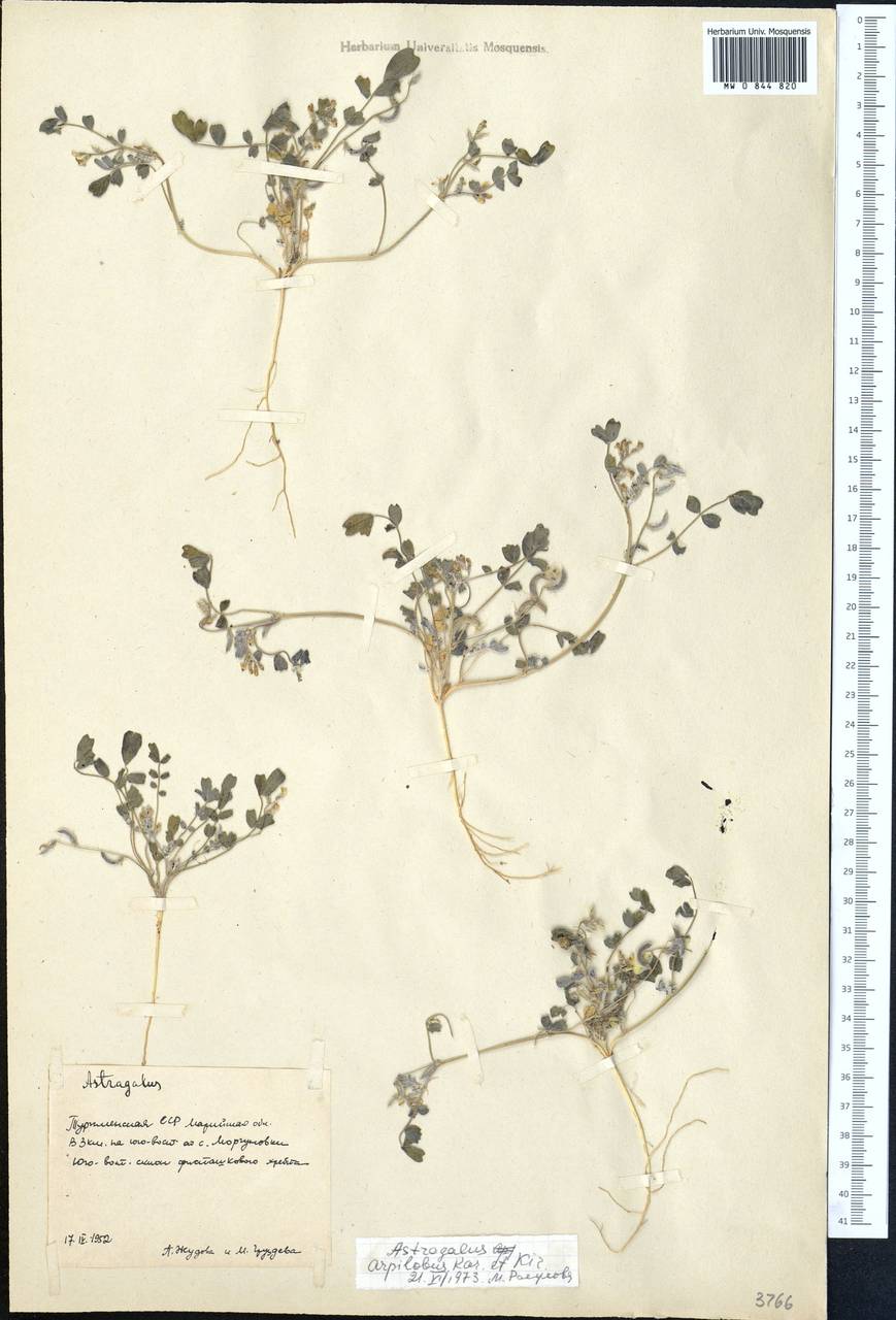 Astragalus arpilobus subsp. arpilobus, Middle Asia, Karakum (M6) (Turkmenistan)