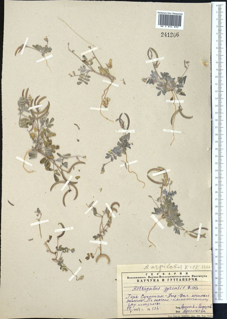 Astragalus arpilobus subsp. arpilobus, Middle Asia, Syr-Darian deserts & Kyzylkum (M7) (Uzbekistan)