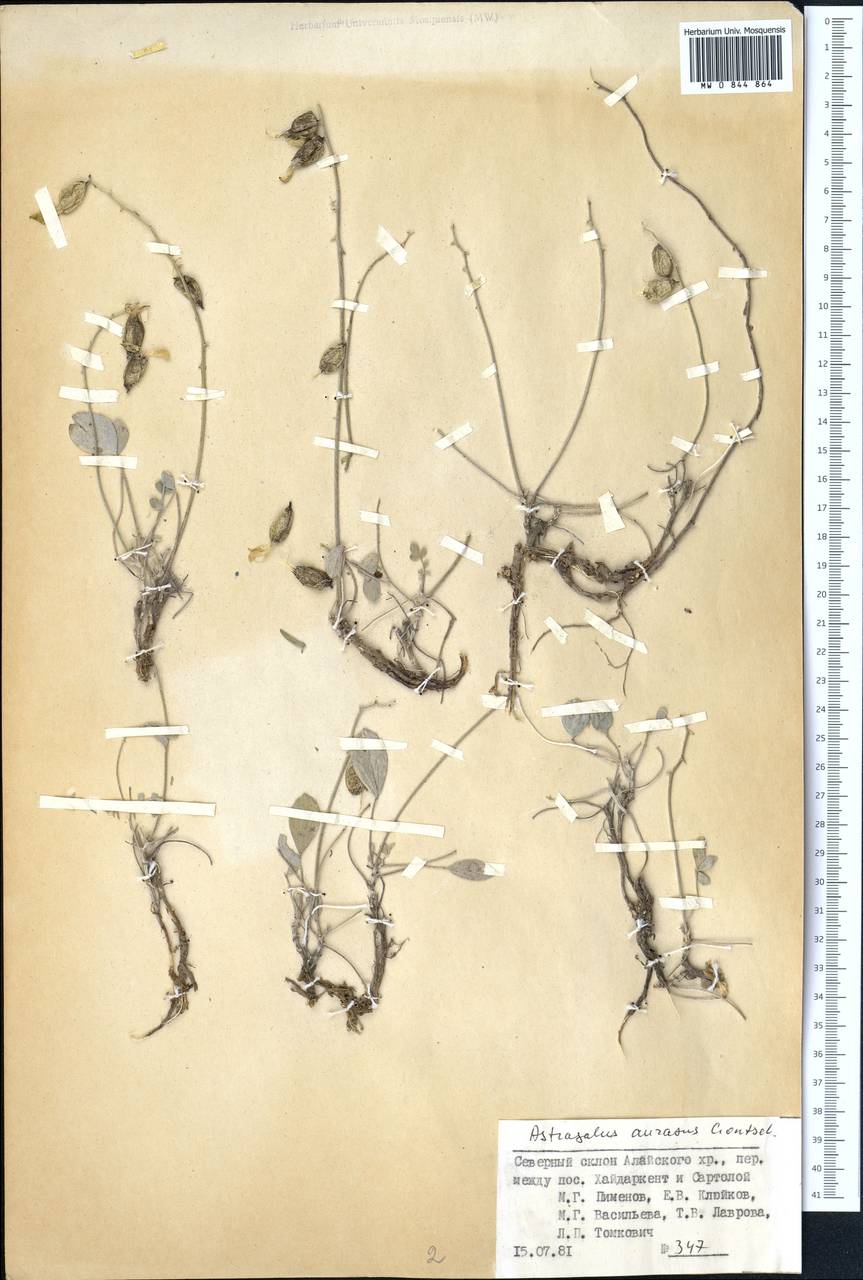 Astragalus auratus N.F.Gontscharow, Middle Asia, Pamir & Pamiro-Alai (M2) (Kyrgyzstan)