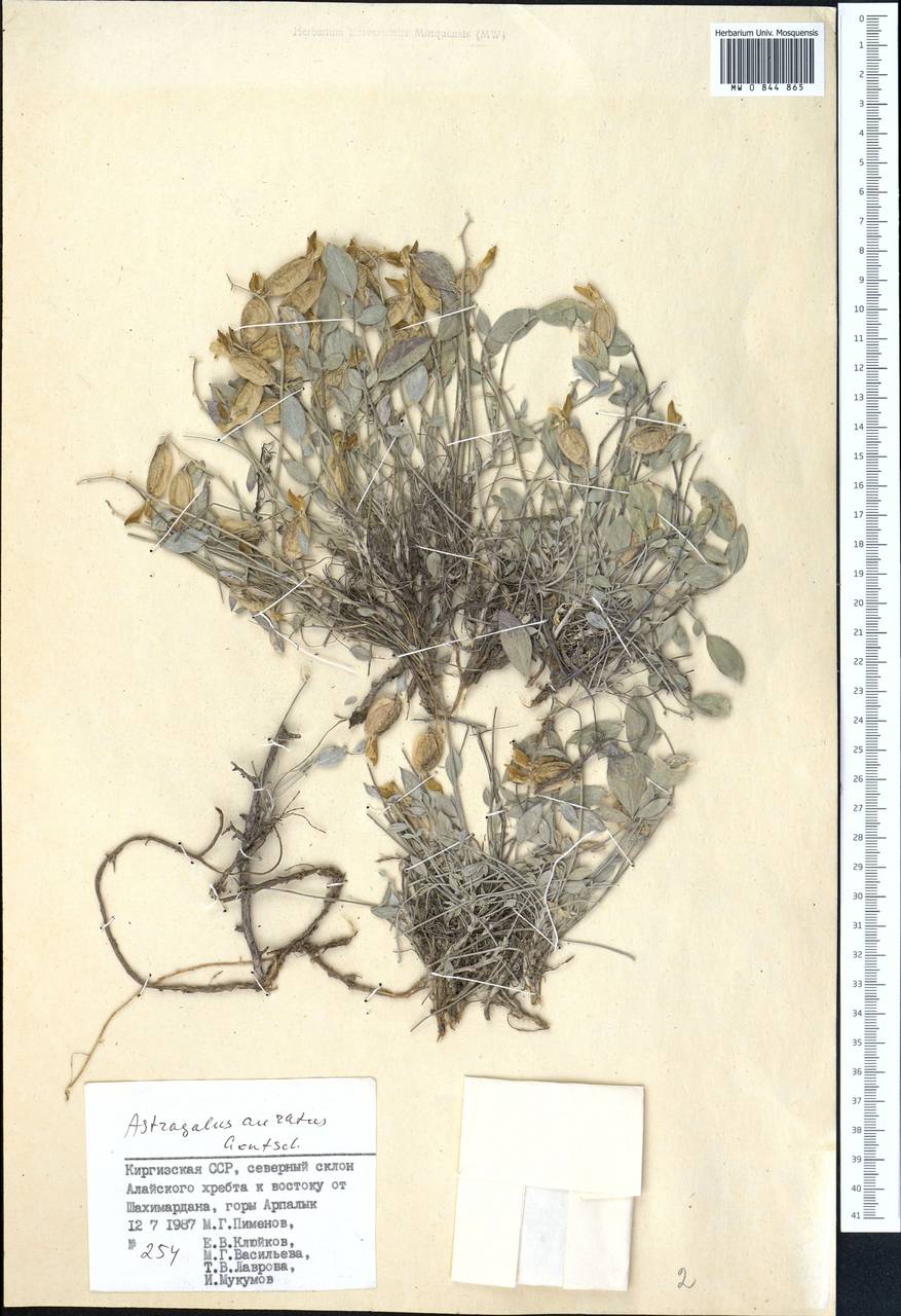 Astragalus auratus N.F.Gontscharow, Middle Asia, Pamir & Pamiro-Alai (M2) (Kyrgyzstan)