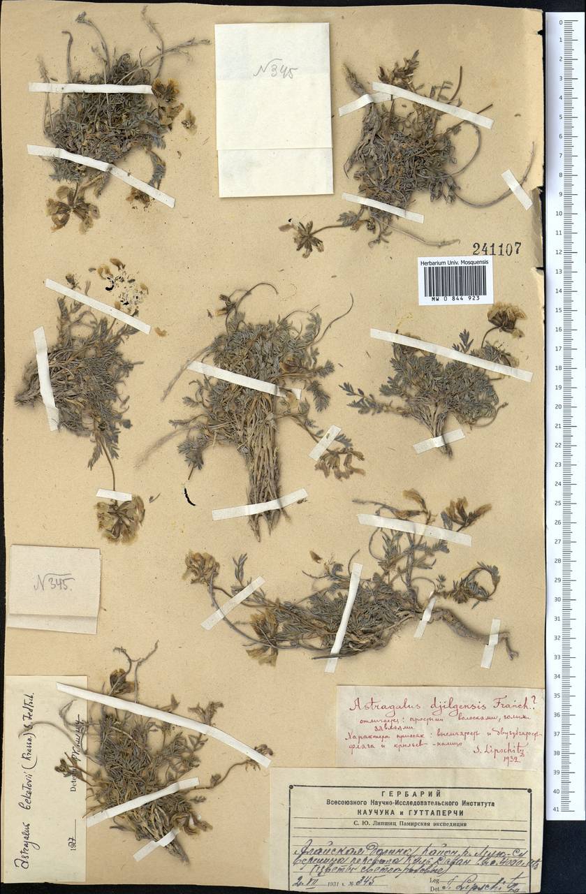 Astragalus beketovii (Krassn.) B. Fedtsch., Middle Asia, Pamir & Pamiro-Alai (M2) (Kyrgyzstan)