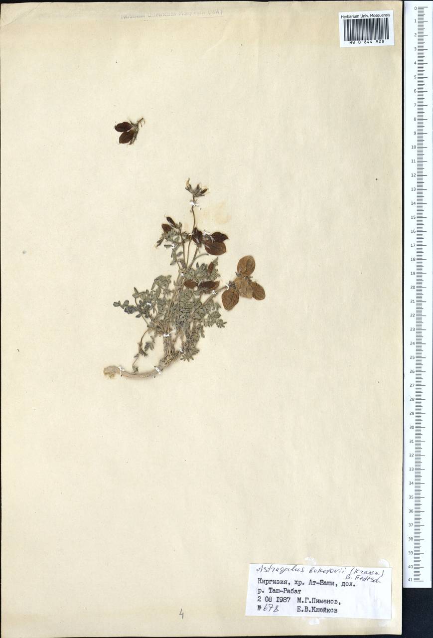 Astragalus beketovii (Krassn.) B. Fedtsch., Middle Asia, Northern & Central Tian Shan (M4) (Kyrgyzstan)