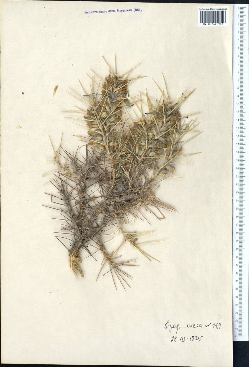 Astragalus bobrovii (Nevski) B. Fedtsch., Middle Asia, Pamir & Pamiro-Alai (M2) (Uzbekistan)