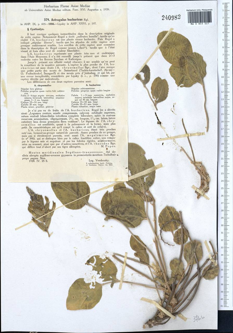 Astragalus bucharicus E.Regel, Trudy Imp. S.-Petersburgsk. Bot. Sada 9: 605 (1886), Middle Asia, Pamir & Pamiro-Alai (M2) (Uzbekistan)