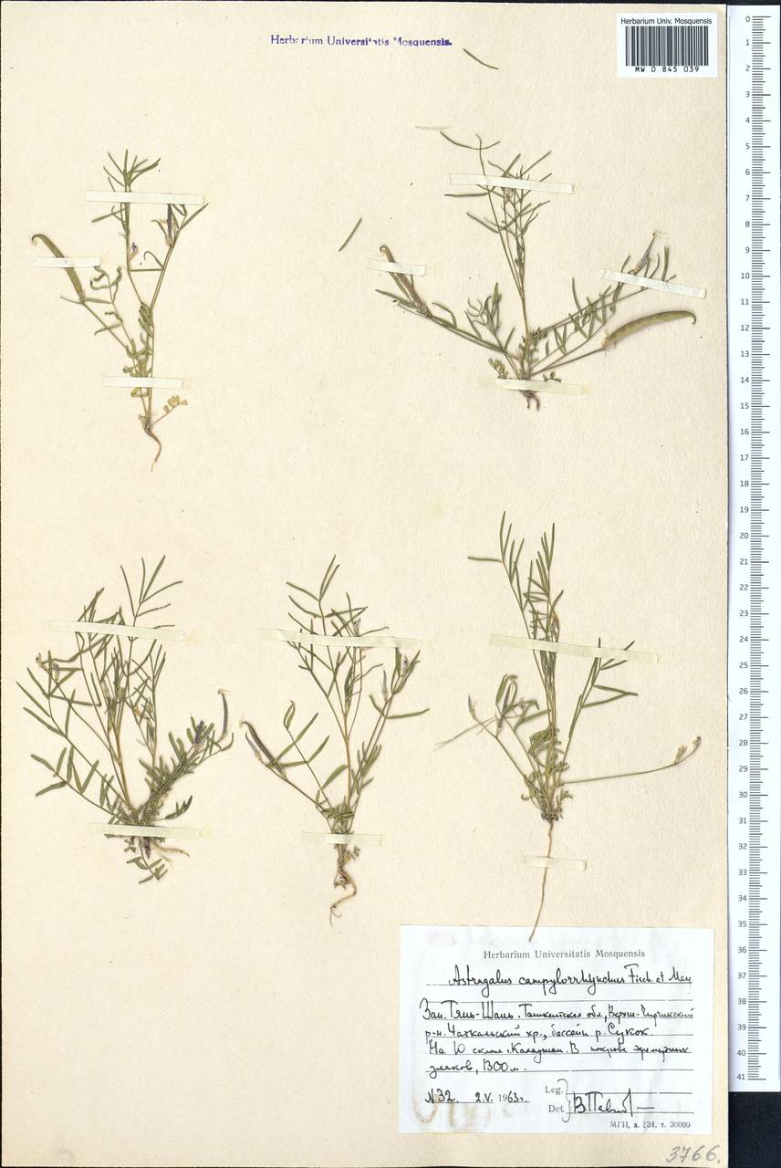 Astragalus campylorhynchus Fischer & C. A. Meyer, Middle Asia, Western Tian Shan & Karatau (M3) (Uzbekistan)