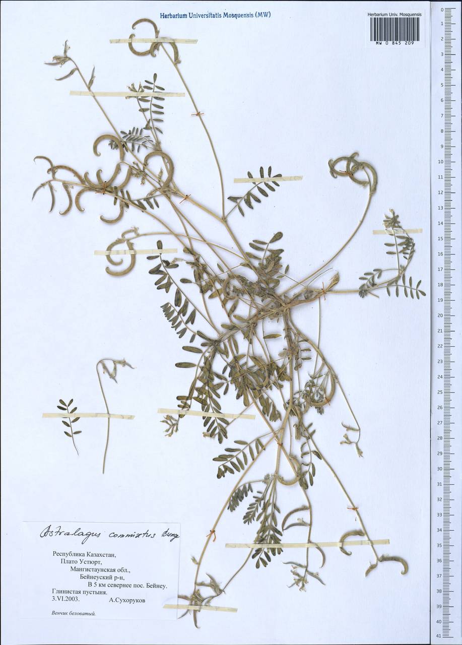 Astragalus commixtus Bunge, Middle Asia, Caspian Ustyurt & Northern Aralia (M8) (Kazakhstan)