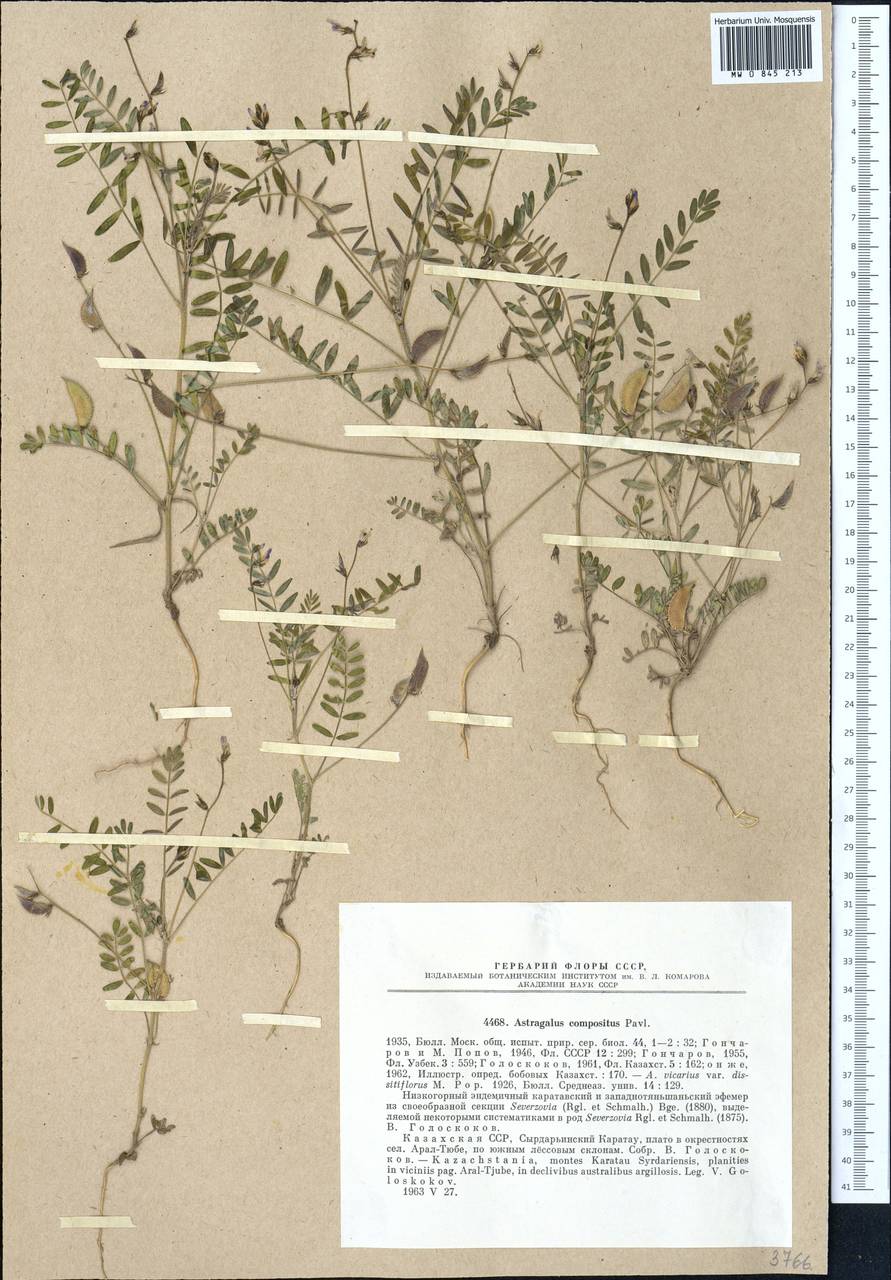 Astragalus compositus Pavlov, Middle Asia, Western Tian Shan & Karatau (M3) (Kazakhstan)