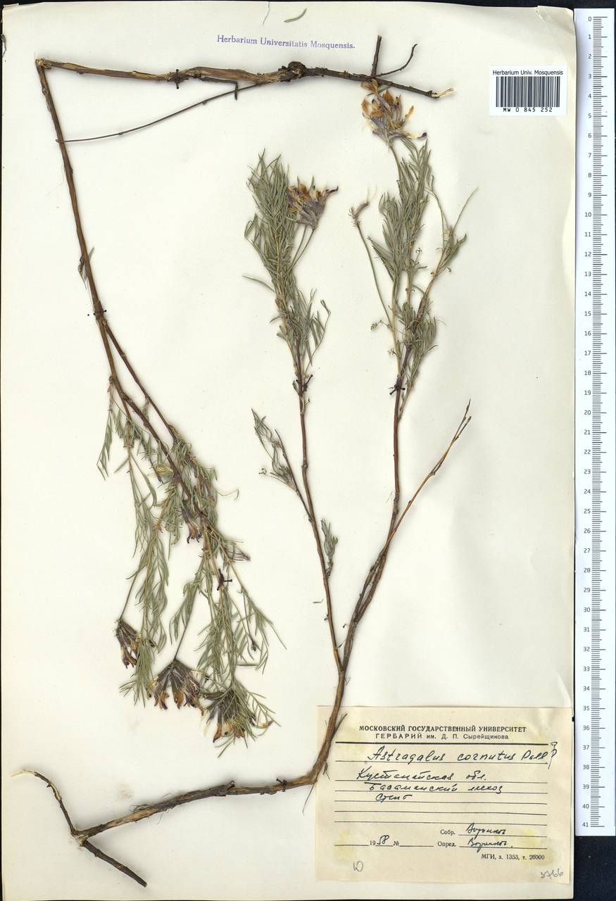 Astragalus cornutus Pall., Middle Asia, Northern & Central Kazakhstan (M10) (Kazakhstan)