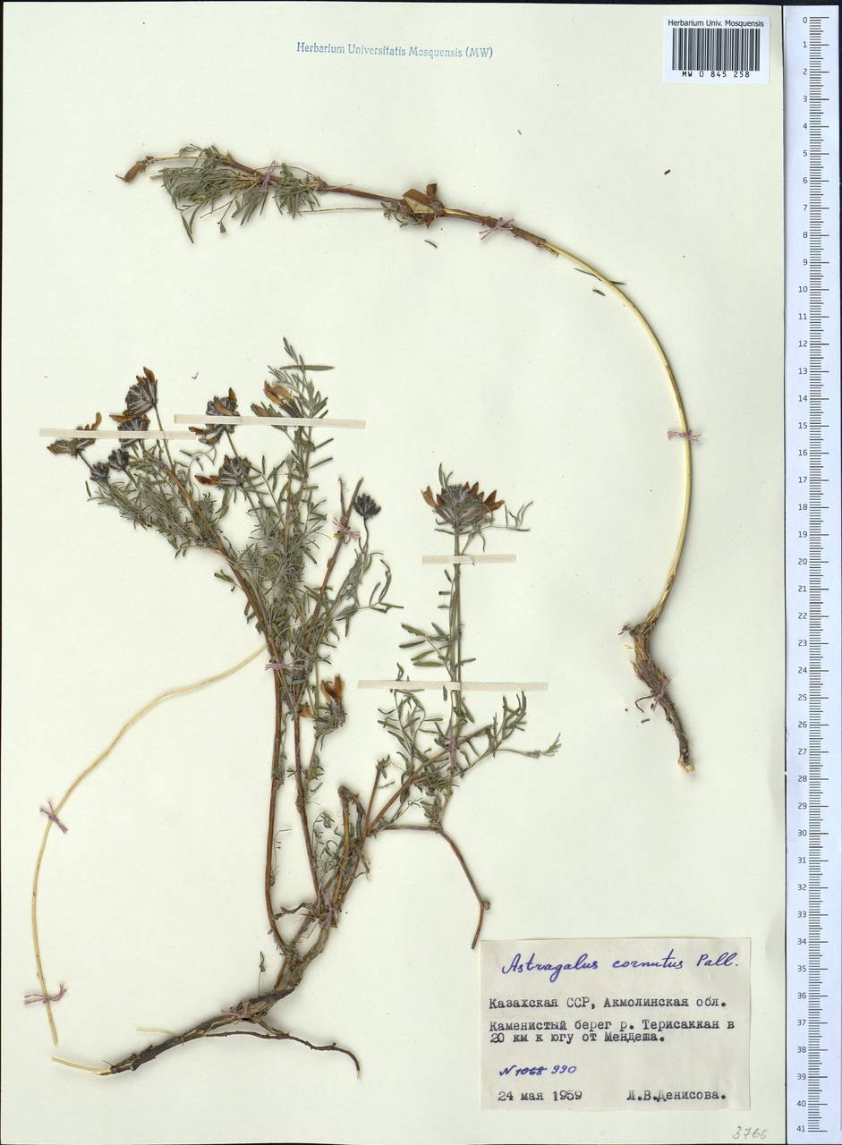 Astragalus cornutus Pall., Middle Asia, Northern & Central Kazakhstan (M10) (Kazakhstan)