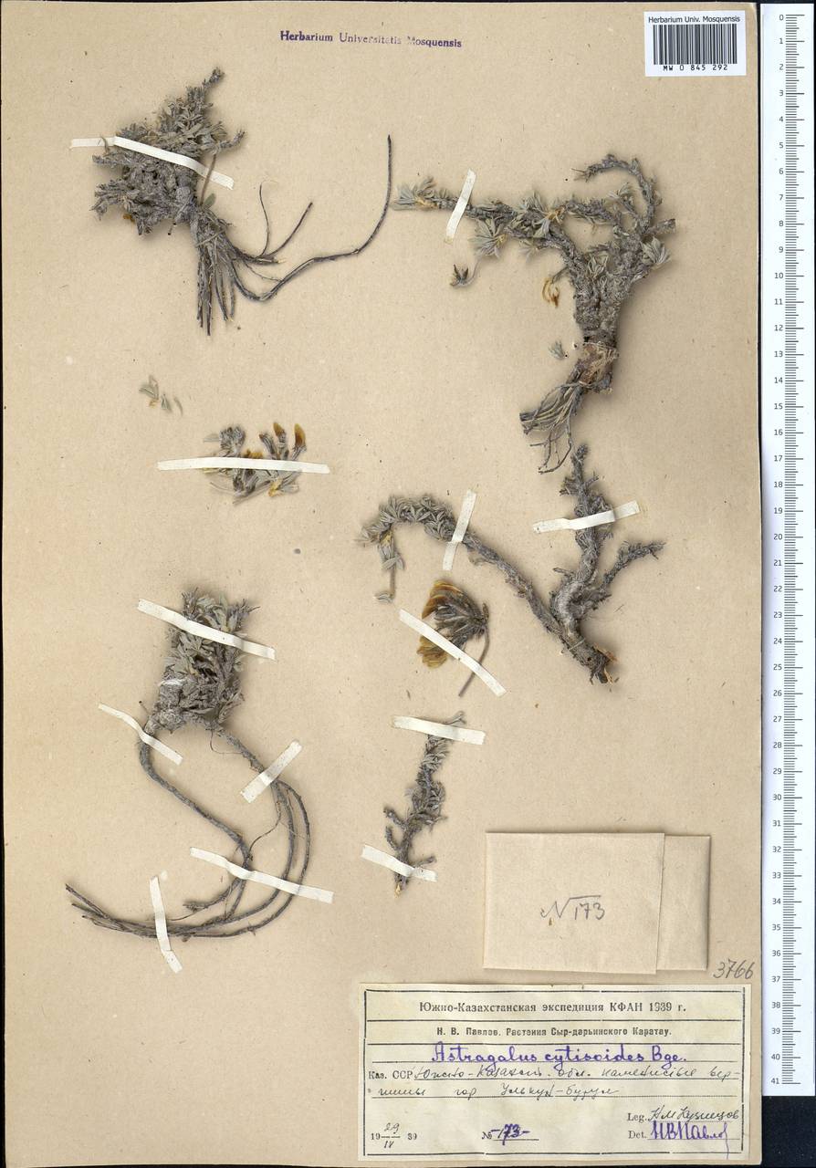 Astragalus cytisoides Bunge, Middle Asia, Western Tian Shan & Karatau (M3) (Kazakhstan)
