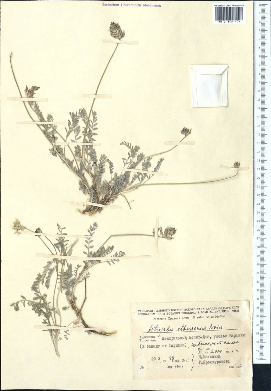 Astragalus alyssoides Lam., Middle Asia, Kopet Dag, Badkhyz, Small & Great Balkhan (M1) (Turkmenistan)