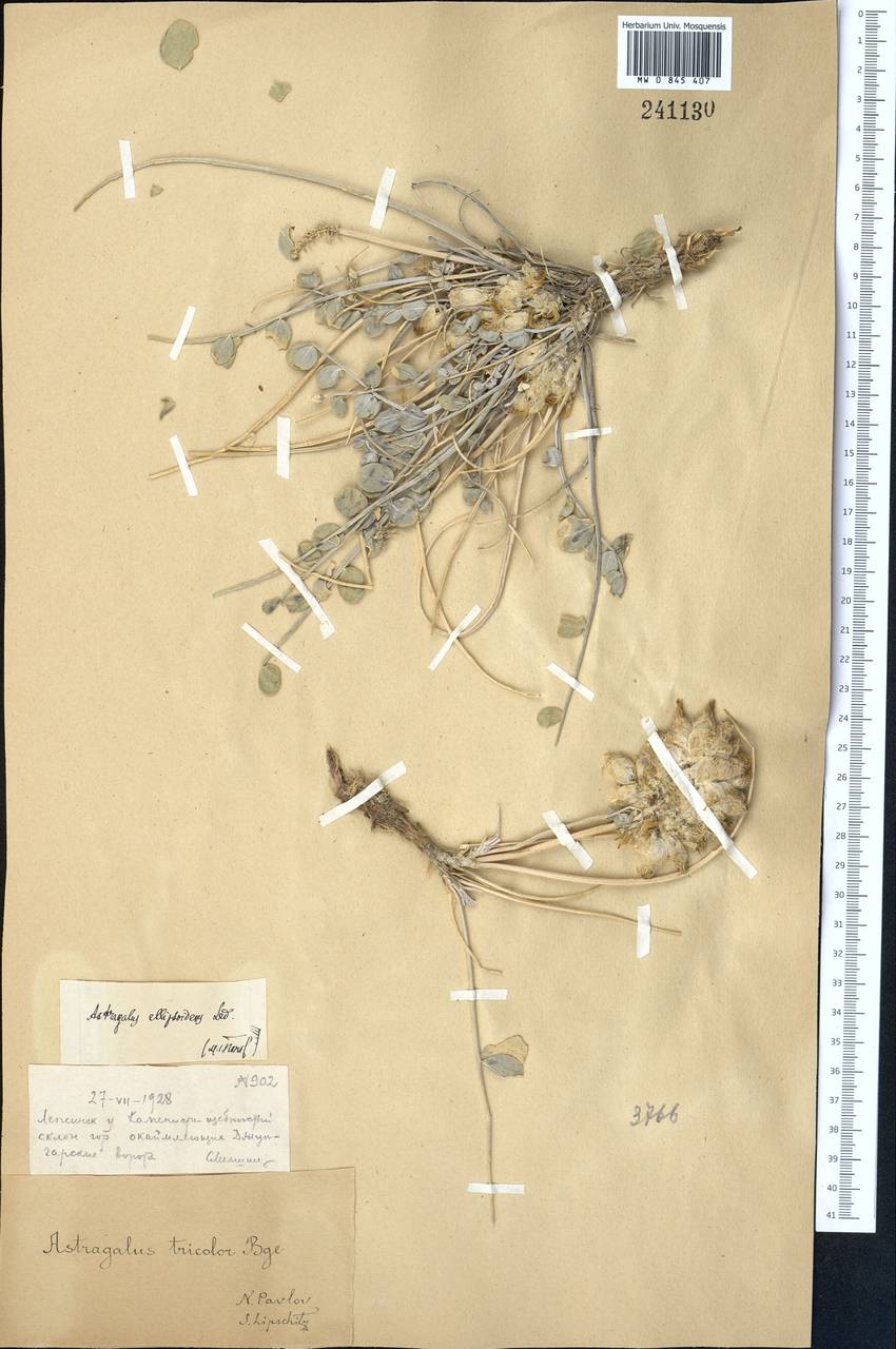 Astragalus ellipsoideus Ledeb., Middle Asia, Dzungarian Alatau & Tarbagatai (M5) (Kazakhstan)