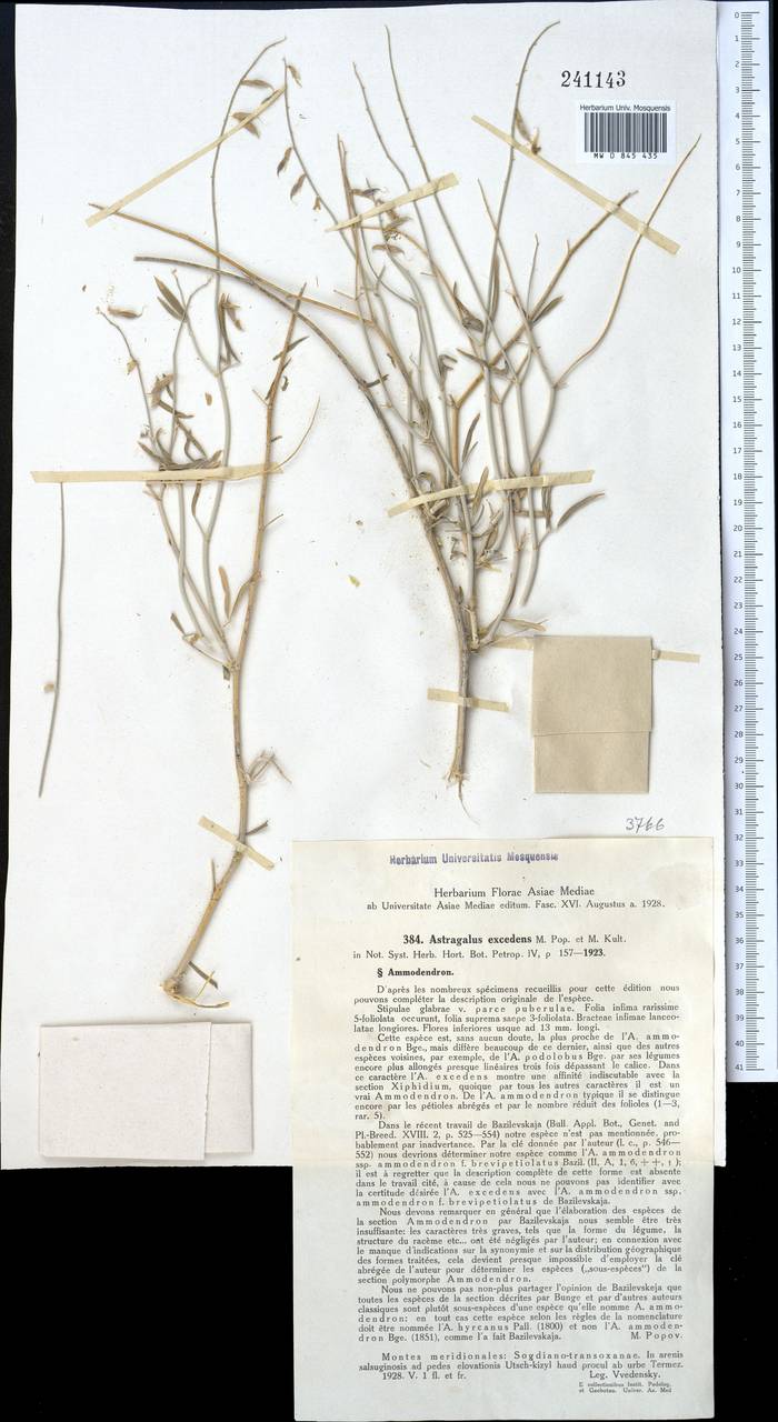 Astragalus excedens Popov & Kult., Middle Asia, Syr-Darian deserts & Kyzylkum (M7) (Uzbekistan)