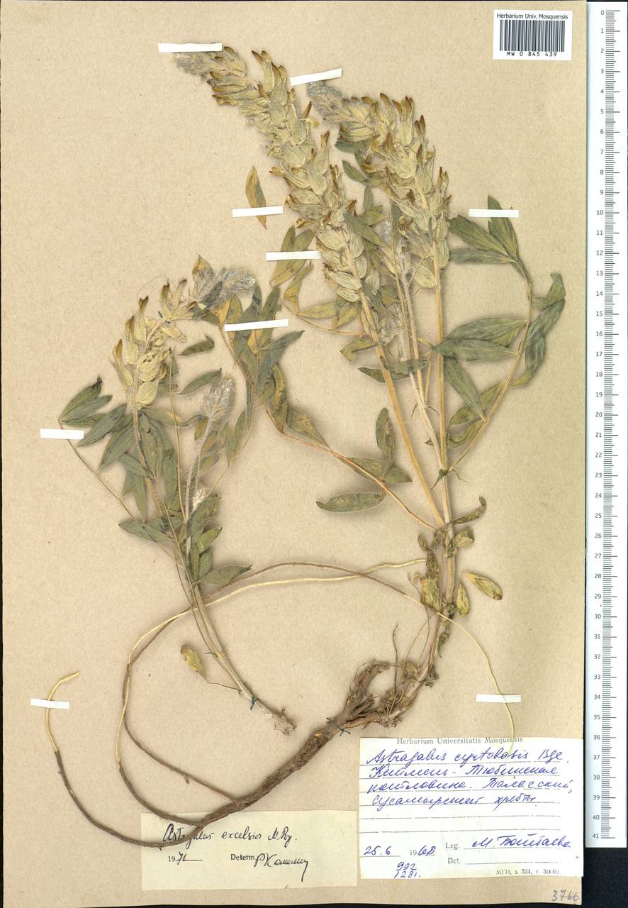 Astragalus excelsior Popov, Middle Asia, Western Tian Shan & Karatau (M3) (Kyrgyzstan)