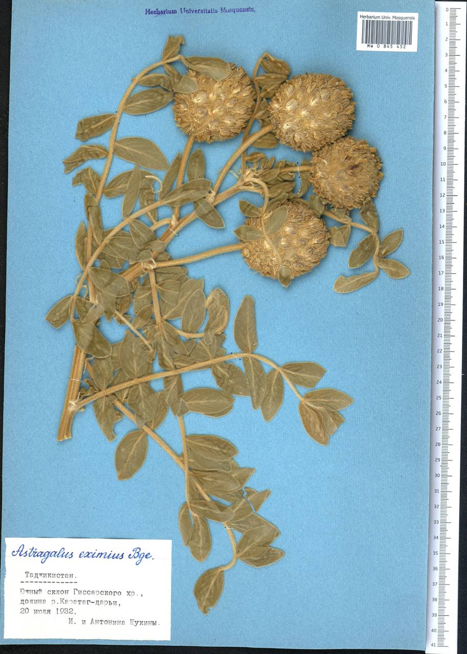 Astragalus eximius Bunge, Middle Asia, Pamir & Pamiro-Alai (M2) (Tajikistan)