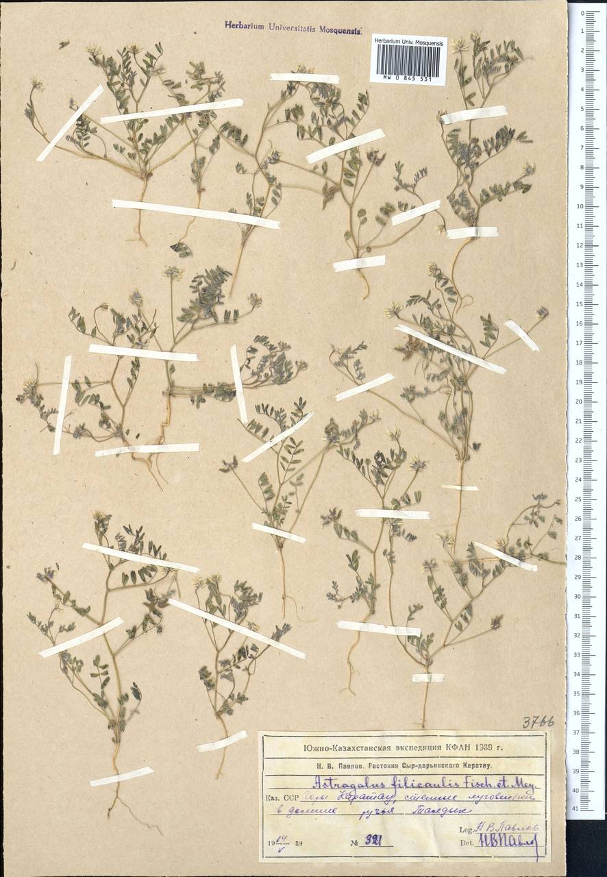Astragalus filicaulis Kar. & Kir., Middle Asia, Western Tian Shan & Karatau (M3) (Kazakhstan)