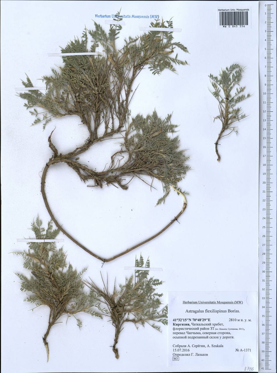 Astragalus pterocephalus Bunge, Middle Asia, Western Tian Shan & Karatau (M3) (Kyrgyzstan)