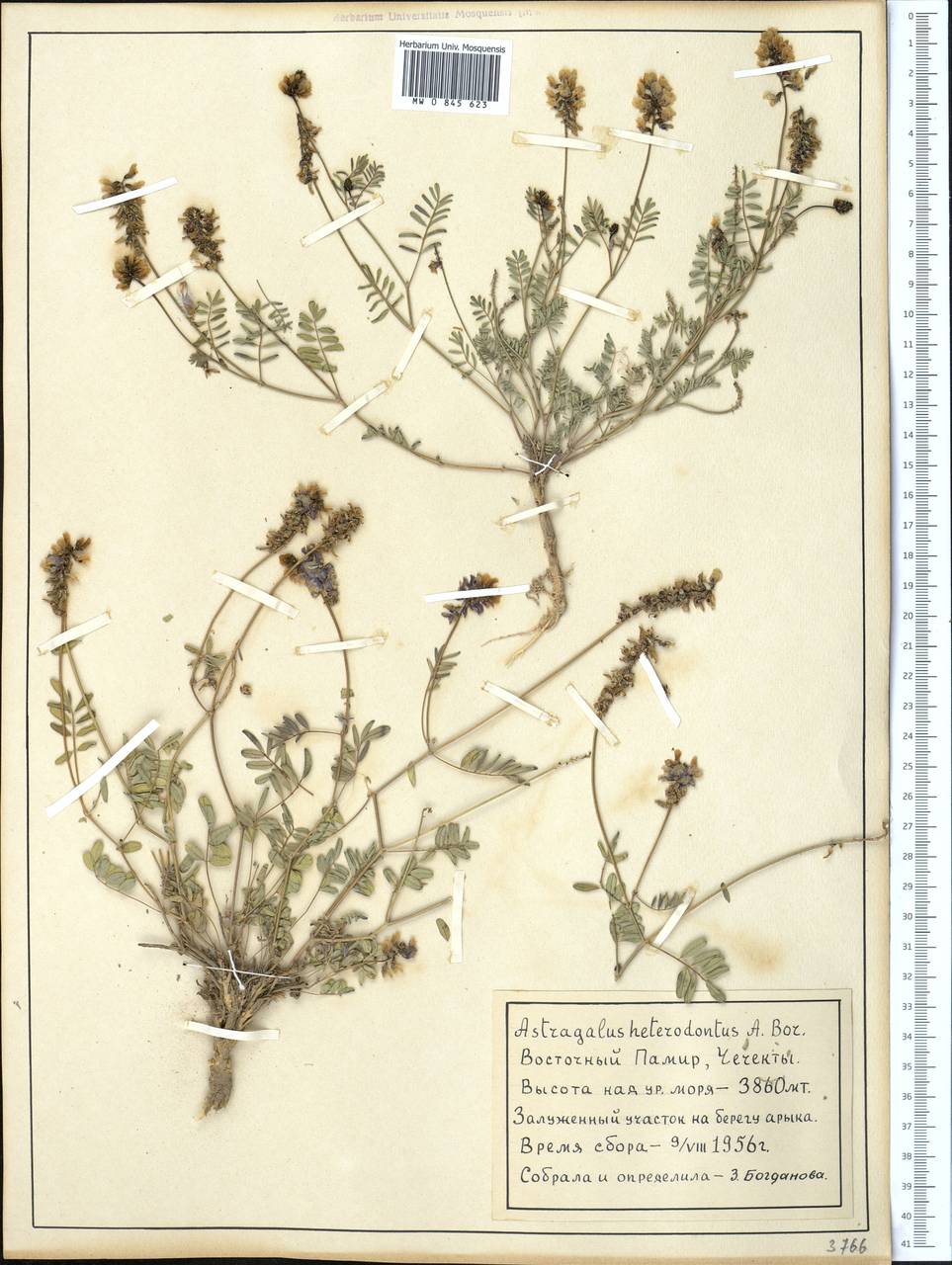 Astragalus heterodontus Boriss., Middle Asia, Pamir & Pamiro-Alai (M2) (Tajikistan)