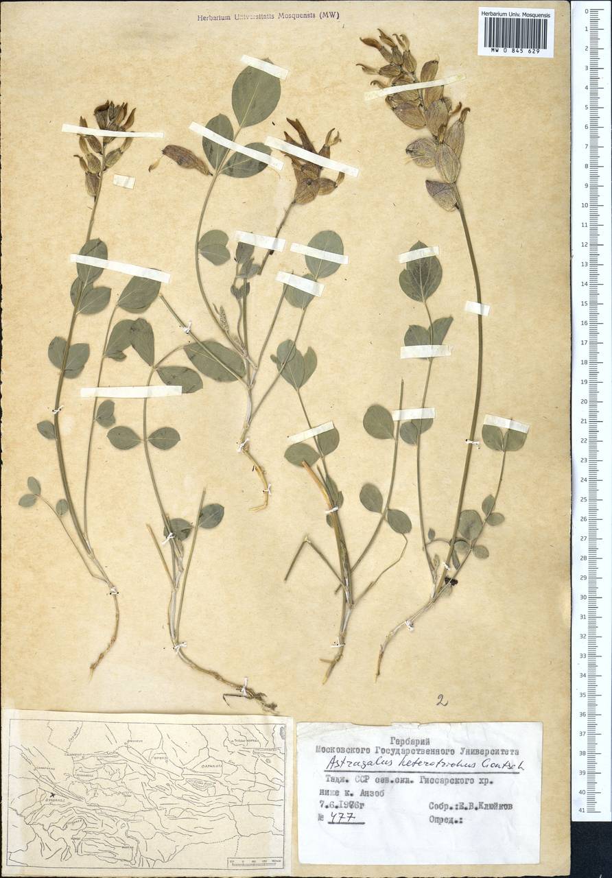 Astragalus heterotrichus Gontsch., Middle Asia, Pamir & Pamiro-Alai (M2) (Tajikistan)