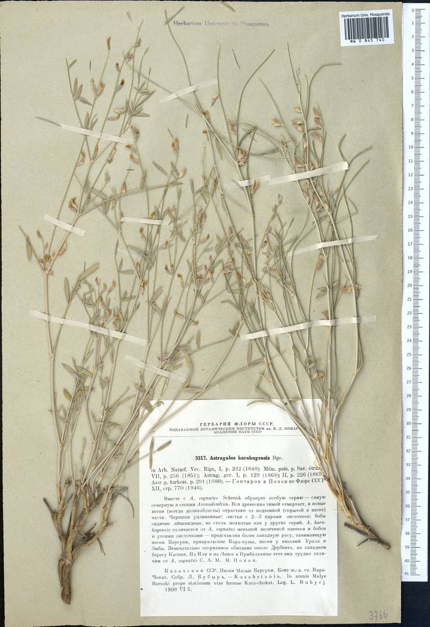 Astragalus karakugensis Bunge, Middle Asia, Caspian Ustyurt & Northern Aralia (M8) (Kazakhstan)