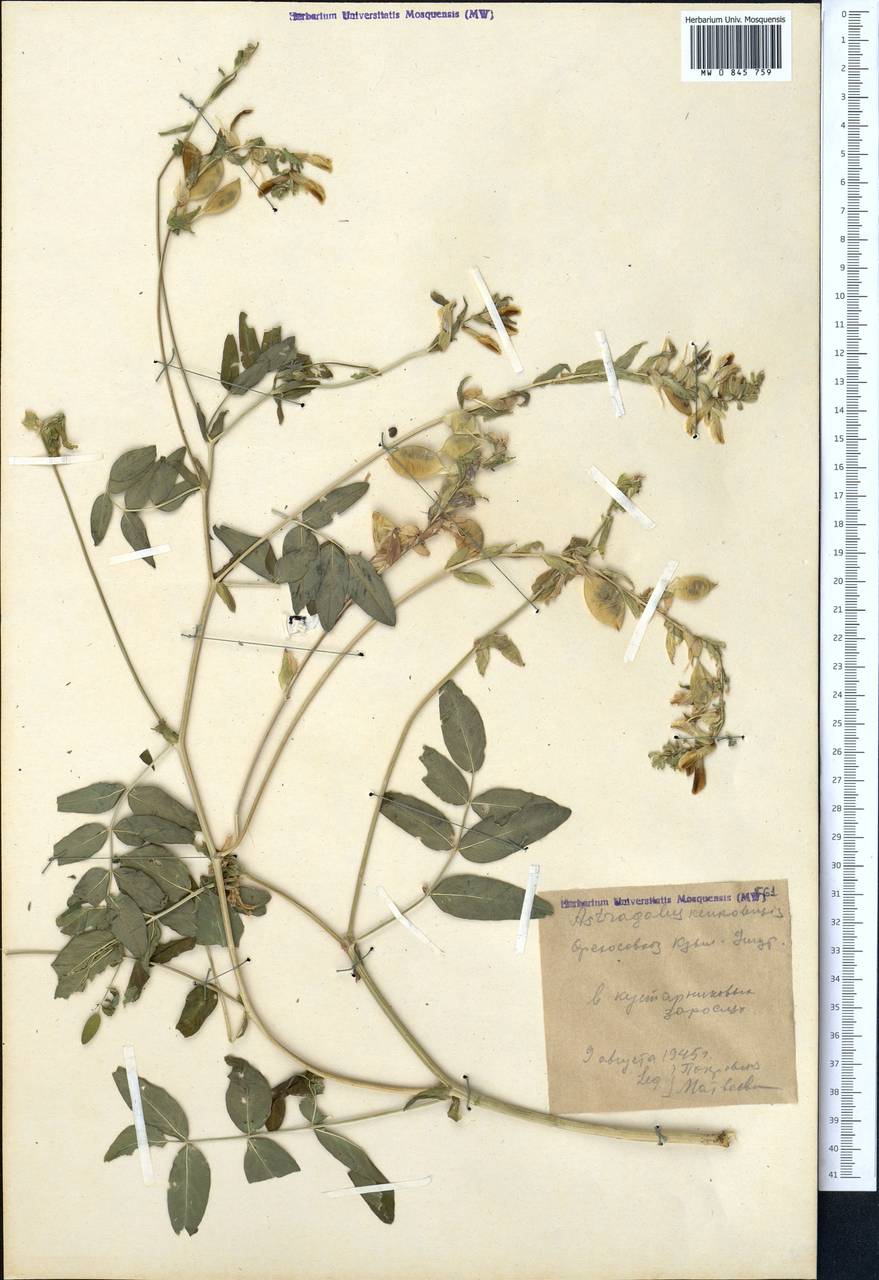Astragalus aflatunensis B. Fedtsch., Middle Asia, Western Tian Shan & Karatau (M3) (Kyrgyzstan)
