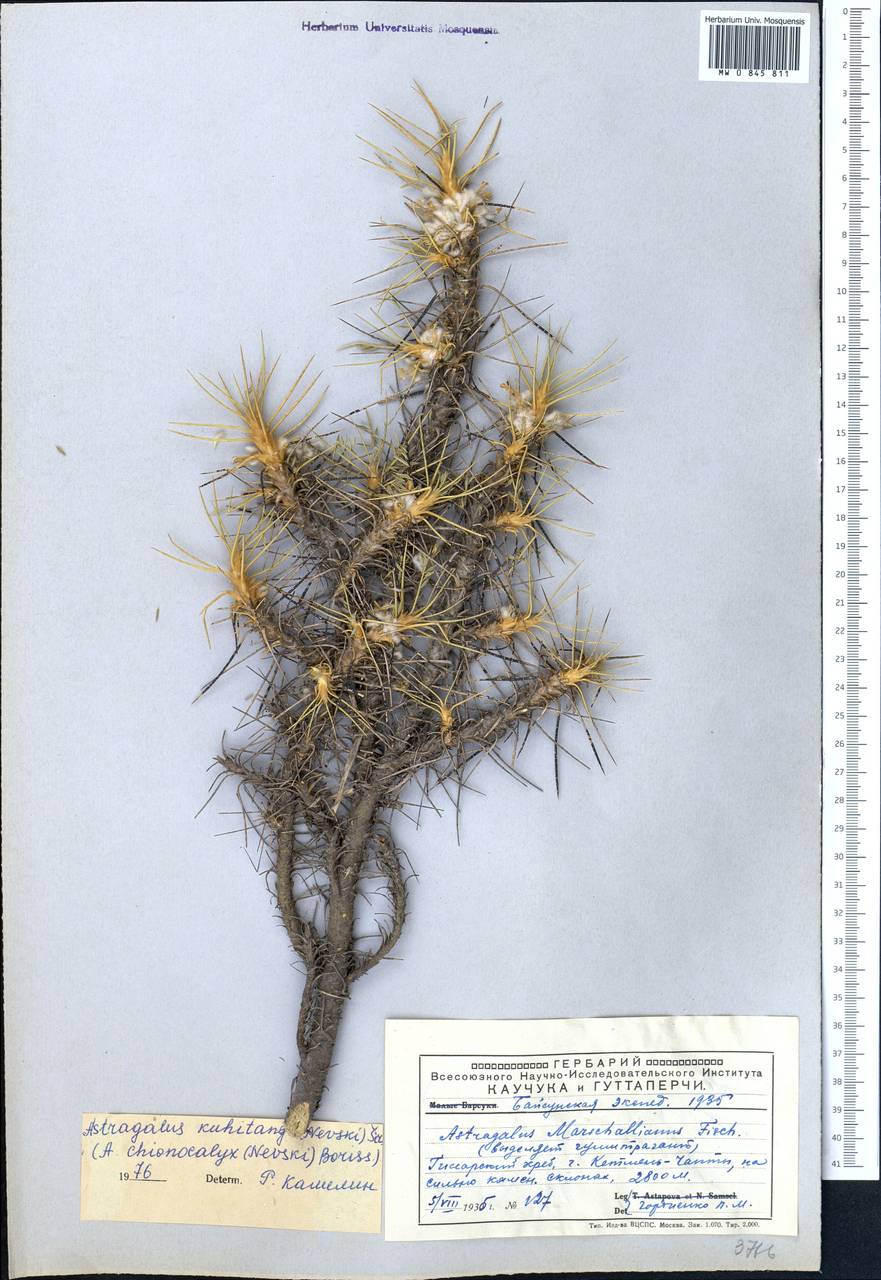 Astragalus dissectus B. Fedtsch. & Ivanova, Middle Asia, Pamir & Pamiro-Alai (M2) (Uzbekistan)