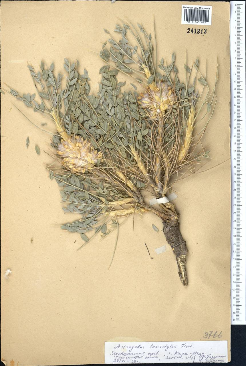 Astragalus lasiostylus F.G.L. Fischer, Middle Asia, Pamir & Pamiro-Alai (M2) (Uzbekistan)