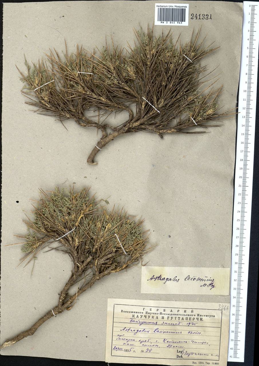 Astragalus leiosemius (Lipsky) Popov, Middle Asia, Pamir & Pamiro-Alai (M2) (Uzbekistan)