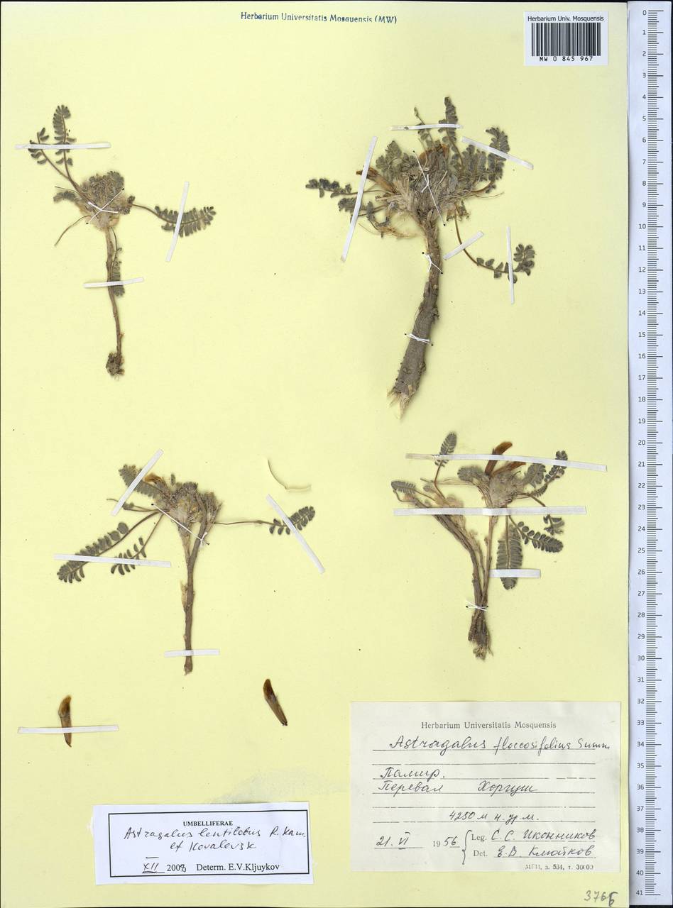 Astragalus lentilobus R.V. Kamelin & S.S. Kovalevskaya, Middle Asia, Pamir & Pamiro-Alai (M2) (Tajikistan)