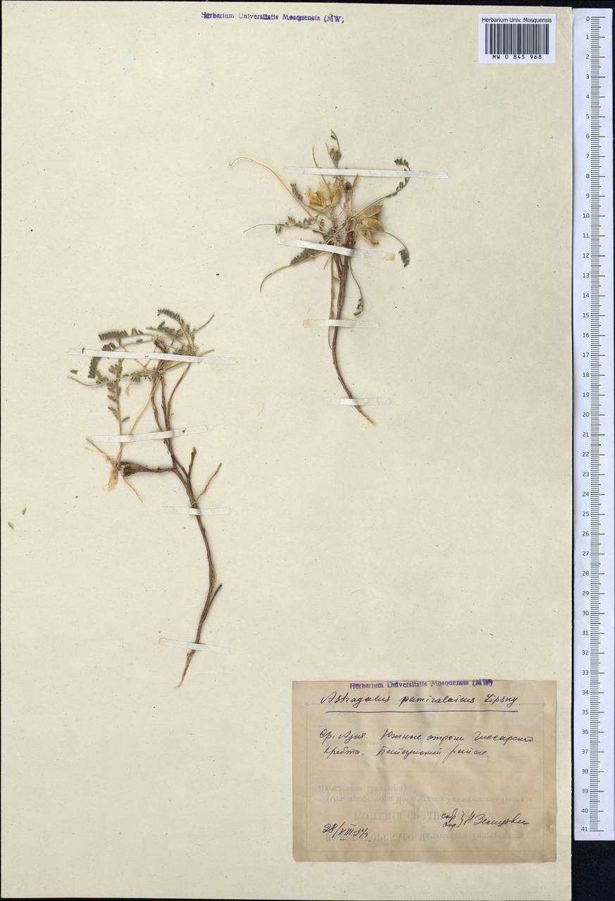 Astragalus lentilobus R.V. Kamelin & S.S. Kovalevskaya, Middle Asia, Pamir & Pamiro-Alai (M2) (Uzbekistan)