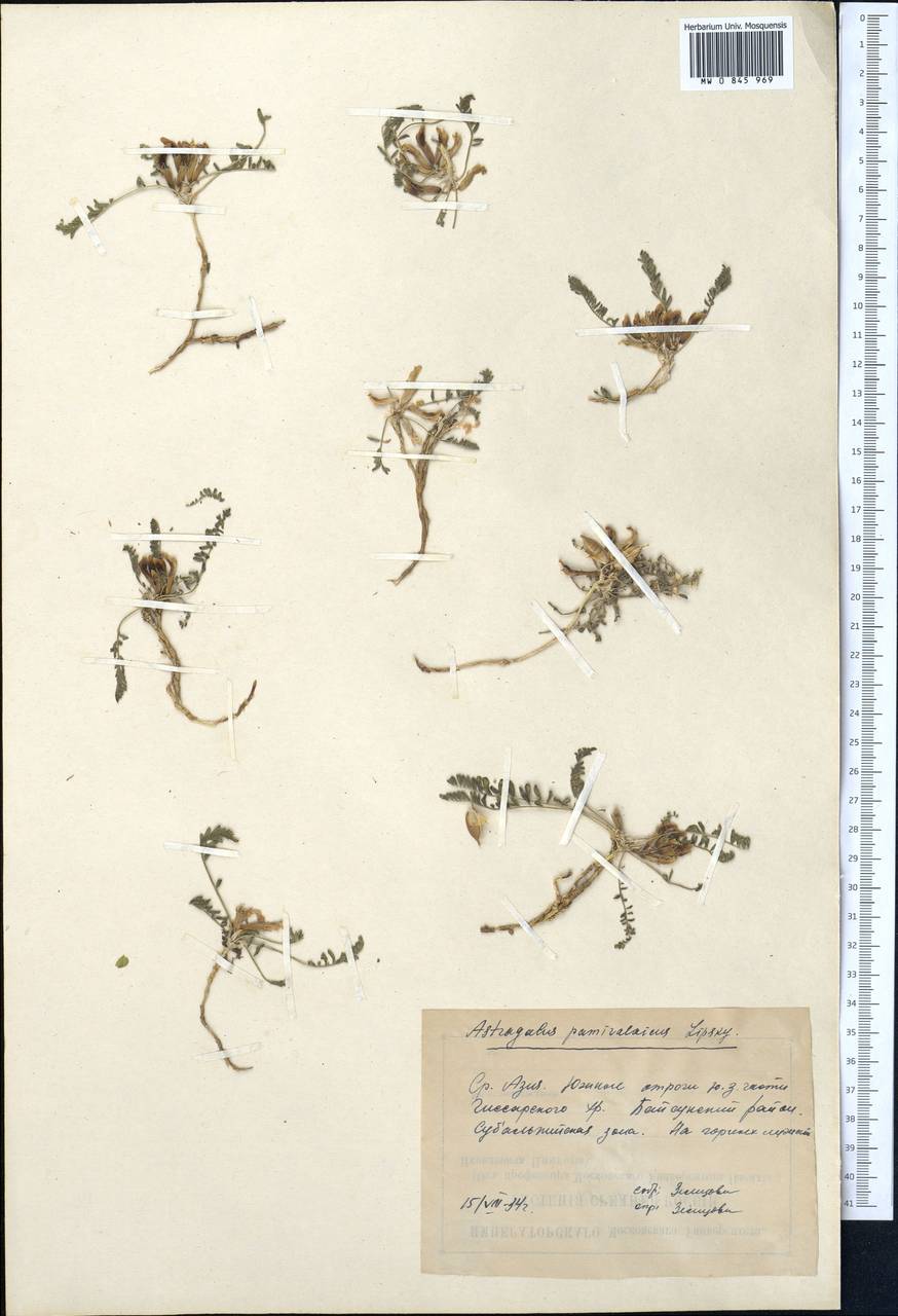 Astragalus lentilobus R.V. Kamelin & S.S. Kovalevskaya, Middle Asia, Pamir & Pamiro-Alai (M2) (Uzbekistan)